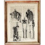 Leonardo Da Vinci Anatomy Prints Collection Dictionary Art Print 10x8