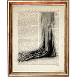 Da Vinci Anatomy Art Prints Set Feet Wall Decor