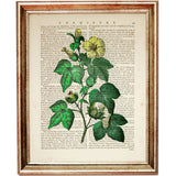 Herb Word Art - Elegant Floral Dictionary Print