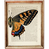 Close-Up Butterfly Wing Decorative Print