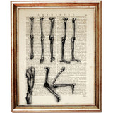 Da Vinci Anatomy Drawings Pack of 10 Artwork