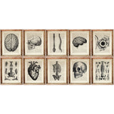 Human Anatomy Art Prints Set of 10