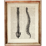 Spnie Anatomy Illustrations Set of 10 Prints