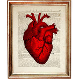 anatomical heart illustration with deep red shading on vintage dictionary paper