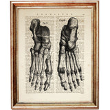 Black and White Dictionary Print of Human Feet Anatomy