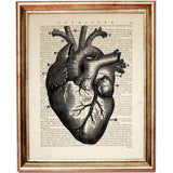 anatomical heart drawing with labeled parts, printed over a dictionary page