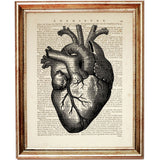 Antique heart anatomy drawing on vintage dictionary page background, perfect for science or medical-themed decor