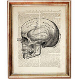 anatomical skull illustration on a vintage dictionary page, ideal for gothic, academic, or medical-style wall decor