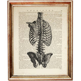 Vintage rib cage anatomy illustration printed over an old chemistry book page, framed artwork