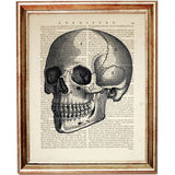 Detailed vintage skull anatomy sketch printed on a dictionary book page