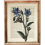 Elegant Botanical Flower Dictionary Print
