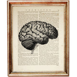 Side view of a vintage anatomical brain illustration on dictionary page