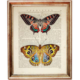 Set of 8 Colorful Butterflies Dictionary Art Prints, Nature Wall Decor