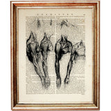 Da Vinci Anatomy Wall Hanging Dictionary Art Print