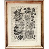 Set of 8 Flower Dictionary Art Prints, Monochromatic Blooms Poster