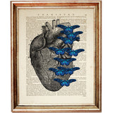 anatomical heart illustration with vertical stack of vivid blue butterflies on a dictionary page