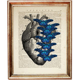 Botanical print of anatomical heart with ascending blue butterflies, on a vintage dictionary page