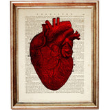 anatomical heart artwork on a dictionary book page with red tones
