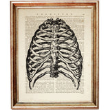 rib cage anatomy art print on dictionary page