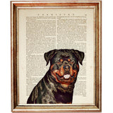 Canine Portrait Art Print - Rottweiler Dictionary Art