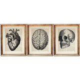 Set of 3 vintage anatomy dictionary art prints featuring heart, brain, and skull illustrations on antique book pages