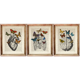 Set of 3 anatomical prints featuring heart, brain, and rib cage illustrations with butterflies, printed on vintage dictionary pages