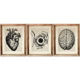 Set of 3 Prints Anatomical Dictionary Art Print - Medical Illustration 8x10
