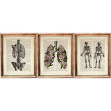Set of 3 vintage anatomical art prints featuring rib cage, floral lungs, and full skeleton on dictionary pages
