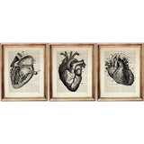 Set of three vintage anatomical heart illustrations on dictionary pages, perfect for gallery wall or medical decor