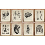 Set of 8 vintage anatomy prints including skull, heart, spine, and skeleton