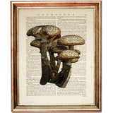 Mushroom Dictionary Art Prints, Set of 3 Wall Decor Nature Trio
