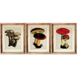 Mushroom Dictionary Art Prints, Set of 3 Wall Decor Nature Trio