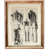 Set of 4 Anatomical Marvels Dictionary Art Prints for the Curious Mind