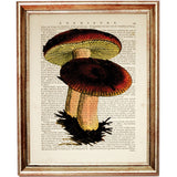 Mushroom Dictionary Art Prints, Set of 3 Wall Decor Nature Trio