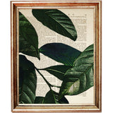 Set of 3 Palm Leaf Botanical Dictionary Art Prints - Greenery Wall Decor