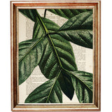Set of 3 Palm Leaf Botanical Dictionary Art Prints - Greenery Wall Decor
