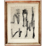 Set of 4 Da Vinci Anatomy Dictionary Art Prints, Leonardo's Legacy