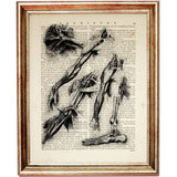 Set of 4 Da Vinci Anatomy Dictionary Art Prints, Leonardo's Legacy