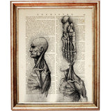 Set of 4 Anatomical Marvels Dictionary Art Prints for the Curious Mind