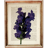 Set of 4 Botanical Dictionary Art Prints, Lavender Dreams Wall Decor
