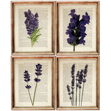 Set of 4 Botanical Dictionary Art Prints, Lavender Dreams Wall Decor