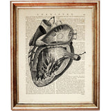 Human Heart Dictionary Art Print, Anatomy Artwork, Medical Wall Decor