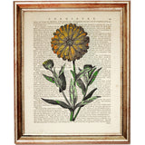 Marigold Botanical Dictionary Art Print, Nature Wall Decor, Flower Nursery, Floral Poster