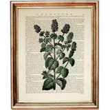 Set of 4 Flower Dictionary Art Prints, Blooming Beauty Wall Decor