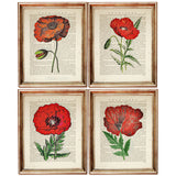Red Poppy Botanical Dictionary Art Prints Setof 4 Flower Wall Decor 5x7 & 8x10