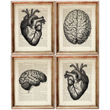 Set of 4 Anatomical Dictionary Art Prints, Enigmatic Anatomy Poster