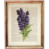 Set of 4 Botanical Dictionary Art Prints, Lavender Dreams Wall Decor
