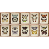 Butterfly Dictionary Art Prints, Set of 10 for Nursery Wall Decor