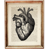 Human Heart Anatomy Art Print, Medical Wall Decor