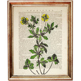 Yellow Wild Flower Dictionary Art Print, Botanical Artwork